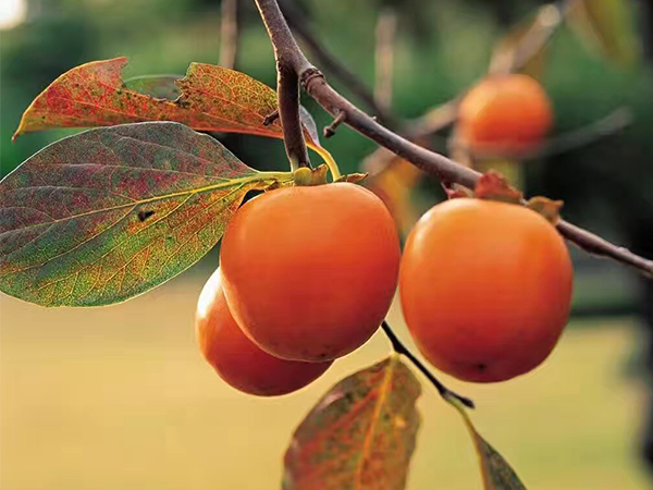像莫言一樣講故事，紅瓜子告訴你真實的企業(yè)宣傳片制作