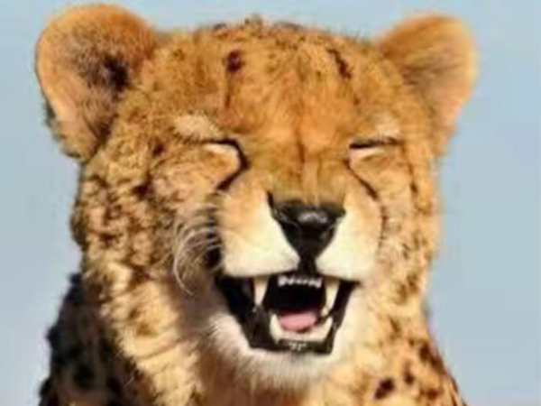 瓜子故事丨愿你學會,笑著低下頭! 瓜子故事丨愿你學會,笑著低下頭!